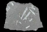 Fossil Graptolite Cluster (Didymograptus) - Great Britain #103448-1